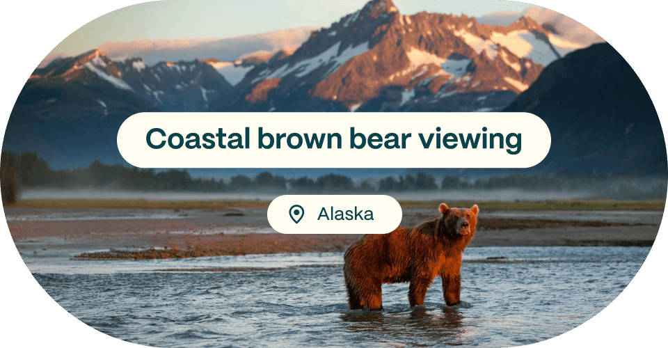 Coastal brown bear viewing, Alaska