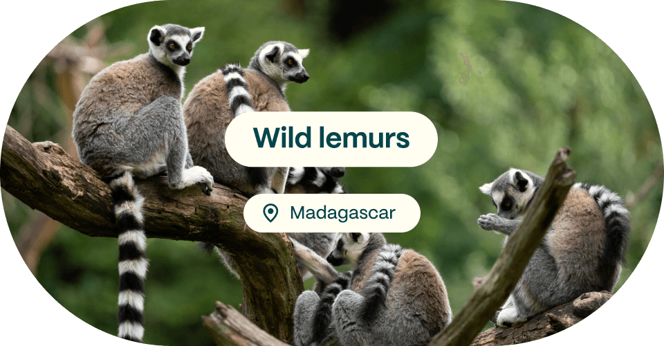 Wild Lemurs, Madagascar
