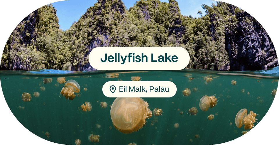 Jellyfish Lake, Eli Malk, Palau