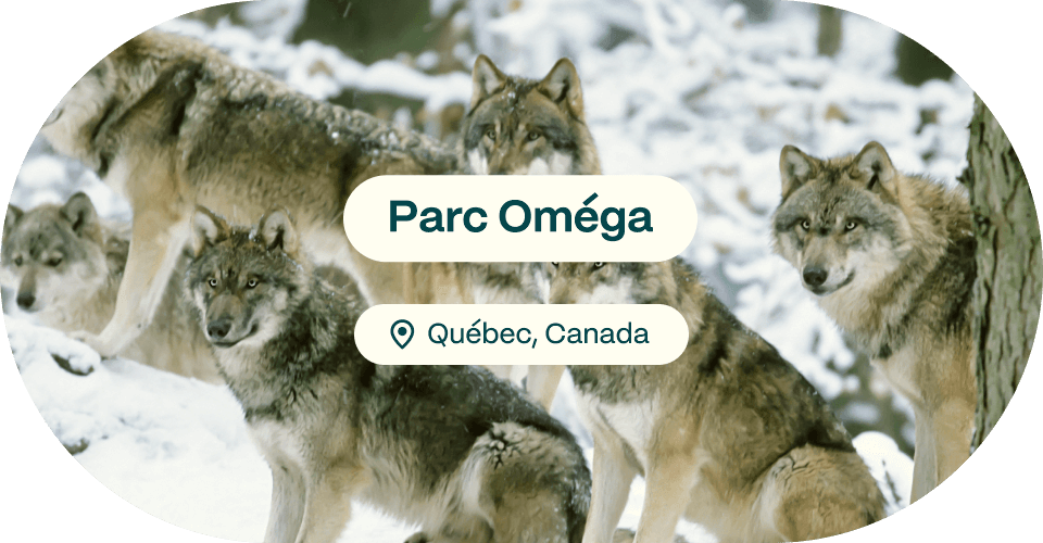 Parc Omega, Quebec, Canada